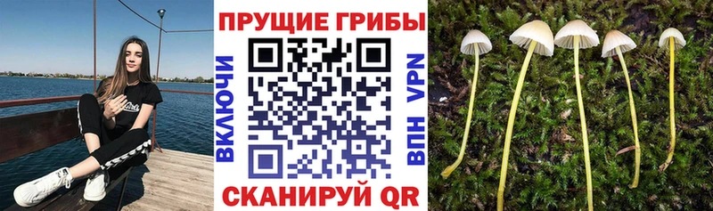 Галлюциногенные грибы GOLDEN TEACHER  Кудымкар 